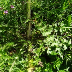 Photographie n°165485 du taxon Cirsium palustre (L.) Scop. [1772]