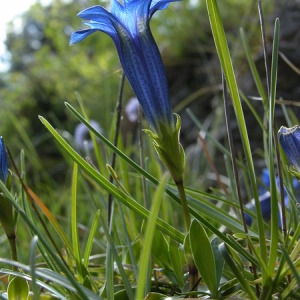 Photographie n°165489 du taxon Gentiana occidentalis Jakow. [1899]