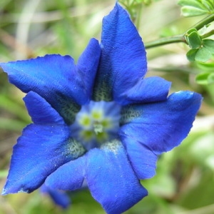 Photographie n°165490 du taxon Gentiana occidentalis Jakow. [1899]