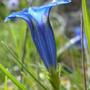 Photographie n°165492 du taxon Gentiana occidentalis Jakow. [1899]