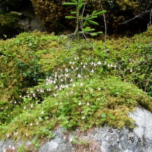 Photographie n°165495 du taxon Linnaea borealis L. [1753]