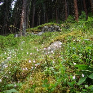 Photographie n°165496 du taxon Linnaea borealis L. [1753]