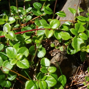 Photographie n°165508 du taxon Linnaea borealis L. [1753]