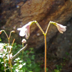  - Linnaea borealis L. [1753]