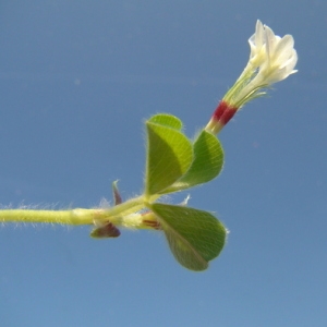 Photographie n°165515 du taxon Trifolium subterraneum L. [1753]