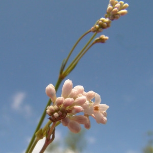 Photographie n°165519 du taxon Asperula cynanchica L. [1753]