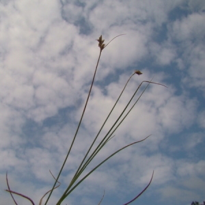  - Carex ligerica J.Gay [1838]