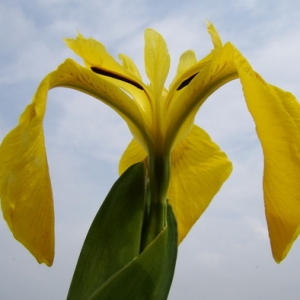 Photographie n°165530 du taxon Iris pseudacorus L. [1753]