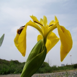 Photographie n°165531 du taxon Iris pseudacorus L. [1753]