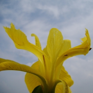 Photographie n°165532 du taxon Iris pseudacorus L. [1753]