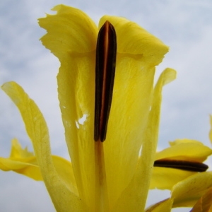 Photographie n°165533 du taxon Iris pseudacorus L. [1753]