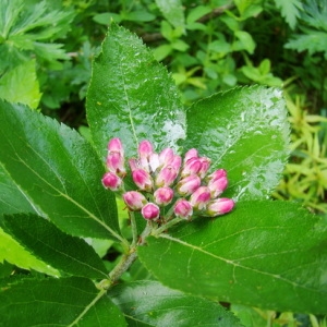 Photographie n°165535 du taxon Sorbus chamaemespilus (L.) Crantz [1763]