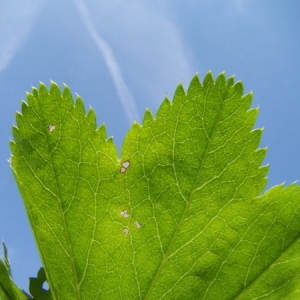 Photographie n°165536 du taxon Alchemilla vulgaris L. [1753]