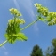  Claude FIGUREAU - Alchemilla vulgaris L. [1753]