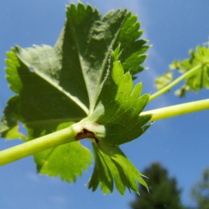 Photographie n°165540 du taxon Alchemilla vulgaris L. [1753]