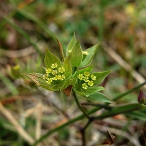 Photographie n°165547 du taxon Bupleurum baldense Turra [1764]