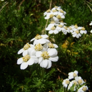  - Achillea atrata L. [1753]