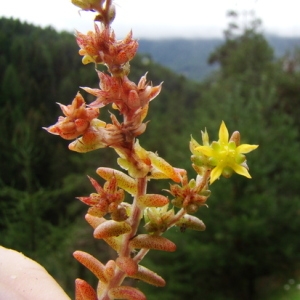 Photographie n°165564 du taxon Sedum annuum L. [1753]