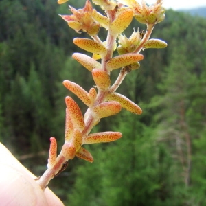 Photographie n°165565 du taxon Sedum annuum L. [1753]