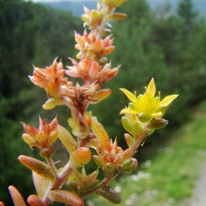 Photographie n°165567 du taxon Sedum annuum L. [1753]