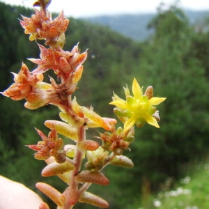 Photographie n°165568 du taxon Sedum annuum L. [1753]