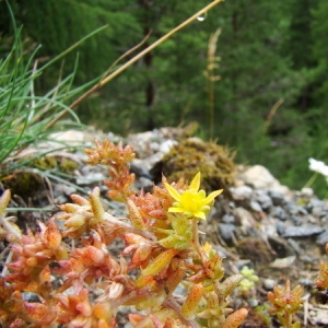 Photographie n°165569 du taxon Sedum annuum L. [1753]