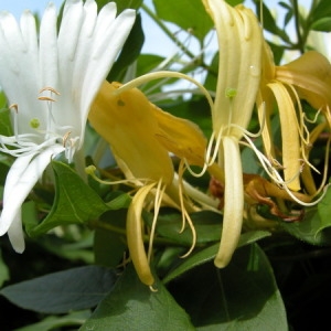 Photographie n°165577 du taxon Lonicera periclymenum L. [1753]