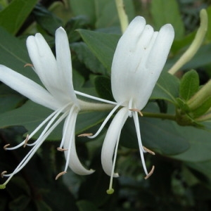 Photographie n°165578 du taxon Lonicera periclymenum L. [1753]