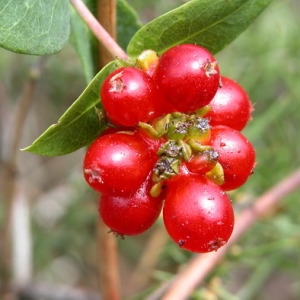Photographie n°165579 du taxon Lonicera periclymenum L. [1753]