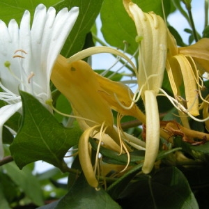 Photographie n°165580 du taxon Lonicera periclymenum L. [1753]