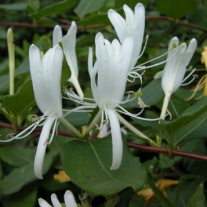 Photographie n°165581 du taxon Lonicera periclymenum L. [1753]
