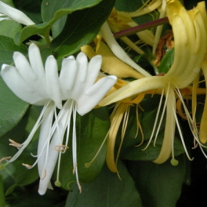 Photographie n°165582 du taxon Lonicera periclymenum L. [1753]