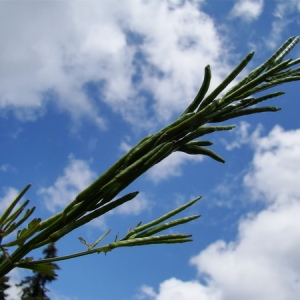 Photographie n°165584 du taxon Barbarea stricta Andrz. [1821]