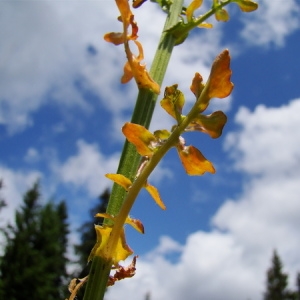 Barbarea vulgaris subsp. stricta (Andrz.) Arcang. (Barbarée droite)