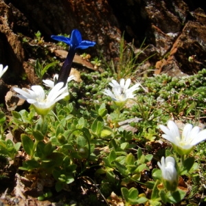 Photographie n°165603 du taxon Cerastium uniflorum Clairv. [1811]