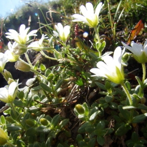 Photographie n°165604 du taxon Cerastium uniflorum Clairv. [1811]