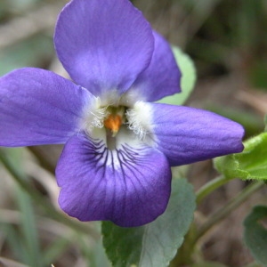 Photographie n°165610 du taxon Viola riviniana 'Purpurea' 