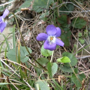  - Viola riviniana 'Purpurea' 