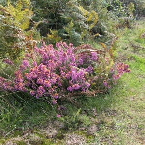 Photographie n°165625 du taxon Erica cinerea L. [1753]