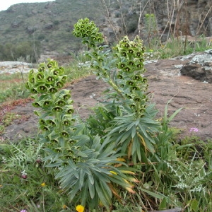 Photographie n°165642 du taxon Euphorbia characias L. [1753]