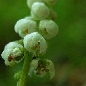 Photographie n°165645 du taxon Pyrola minor L. [1753]