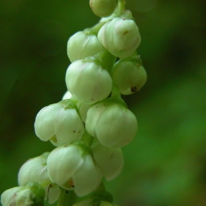 Photographie n°165646 du taxon Pyrola minor L. [1753]