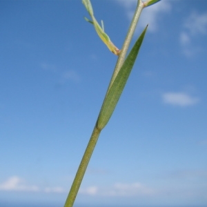 Photographie n°165661 du taxon Linum usitatissimum L. [1753]