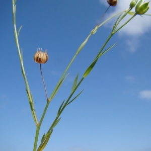 Photographie n°165662 du taxon Linum usitatissimum L. [1753]