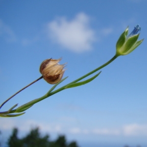 Photographie n°165663 du taxon Linum usitatissimum L. [1753]