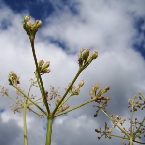 Photographie n°165665 du taxon Carum carvi L. [1753]