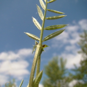 Photographie n°165682 du taxon Vicia sativa L. [1753]