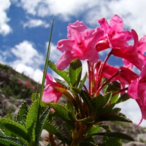 Photographie n°165718 du taxon Rhododendron hirsutum L. [1753]