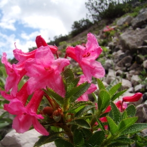 Photographie n°165719 du taxon Rhododendron hirsutum L. [1753]