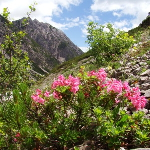 Photographie n°165720 du taxon Rhododendron hirsutum L. [1753]